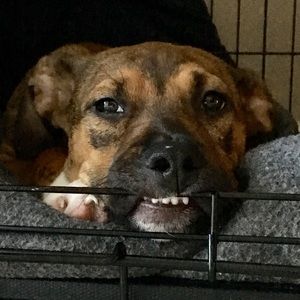 Meet your Posher, Brandon